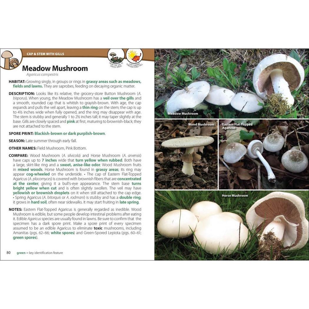 AdventureKEEN Mushrooms of the Northeast-Books - Books-AdventureKEEN-Appalachian Outfitters