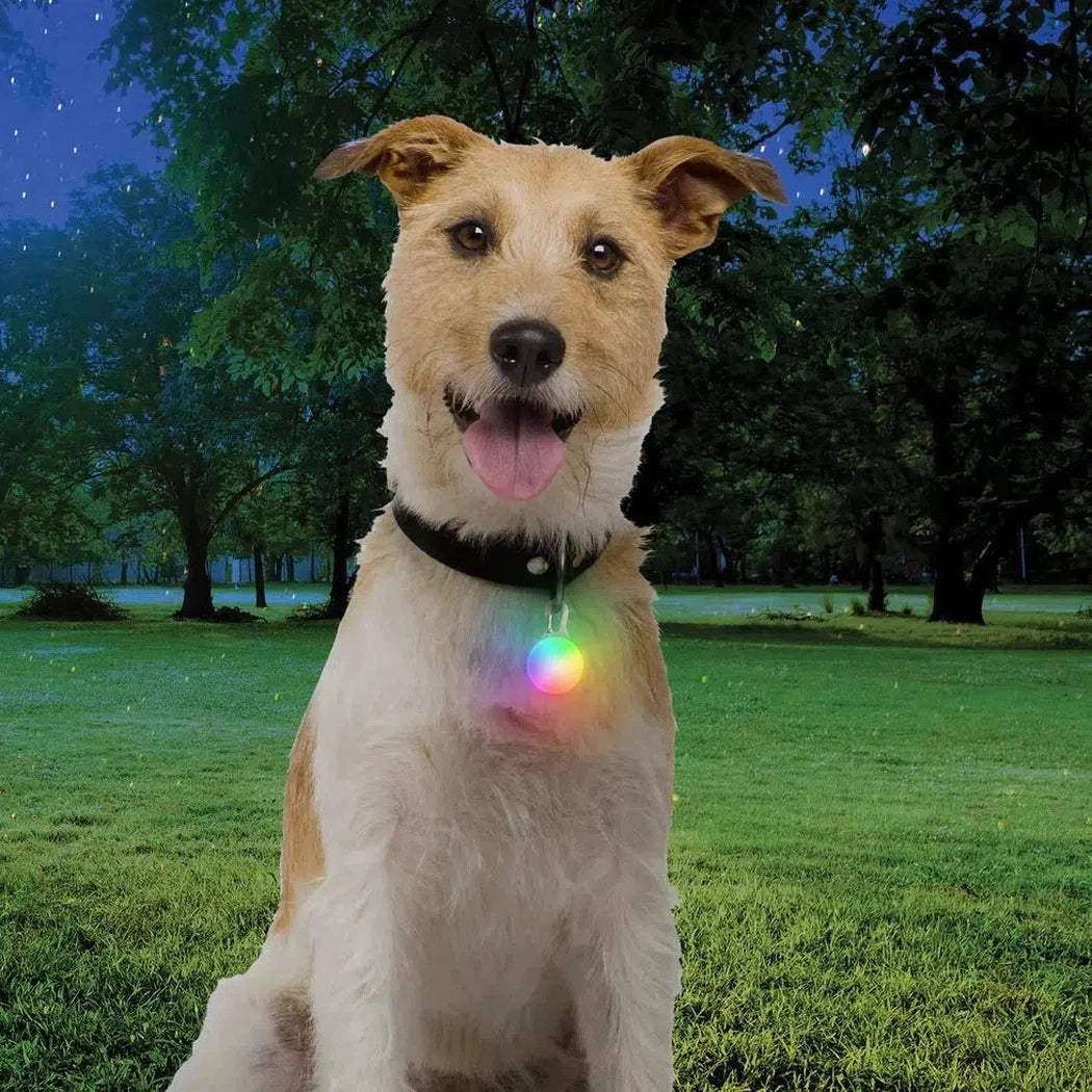 SpotLit Rechargeable Collar Light-Pets - Safety - Lights-Nite Ize-Disc-O Tech-Appalachian Outfitters