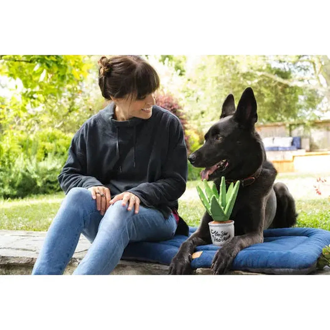 P.L.A.Y Blooming Buddies Aloe-ve You Plant-Pets - Toys-P.L.A.Y-Appalachian Outfitters
