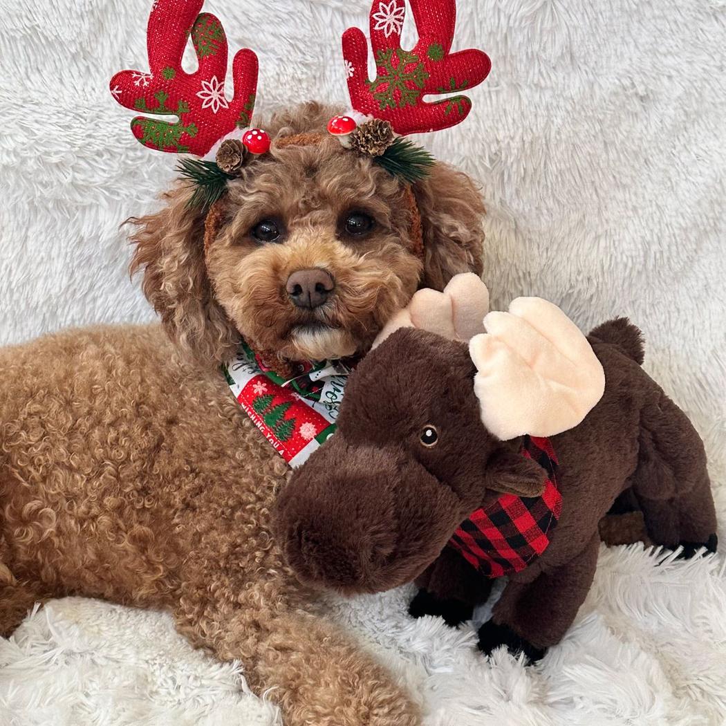 Tall Tails Plush Animated Moose Toy-Pets - Toys-Tall Tails-Appalachian Outfitters