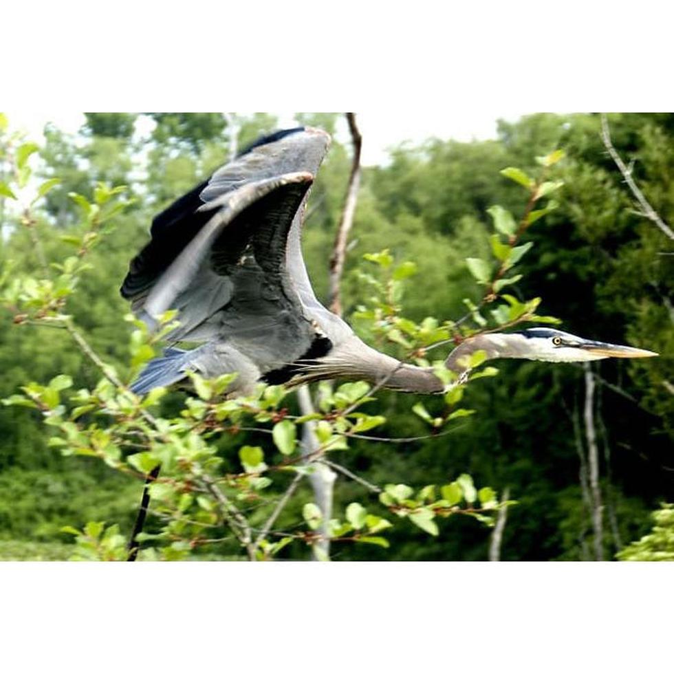 The Great Blue Herons Are Back!-Appalachian Outfitters