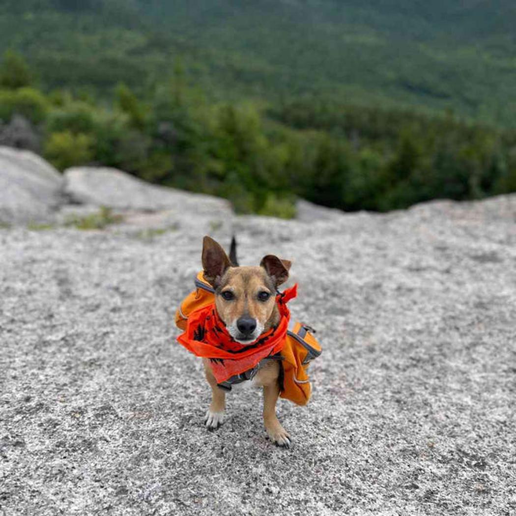 A small dog wearing the Adventure Ready Brands Ben's Bandana with Insect Shield stands on a rocky surface with forest in the background.