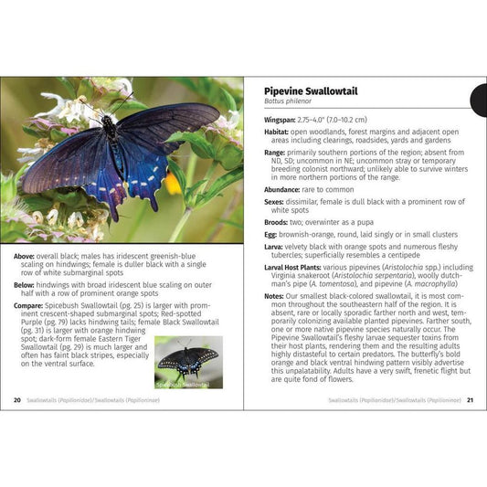 AdventureKEEN Butterlies of the Midwest FG-Books - Books-AdventureKEEN-Appalachian Outfitters