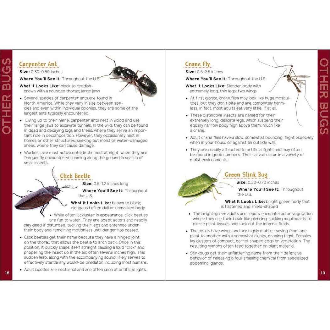 Insects & Bugs for Kids-Books - Books-AdventureKEEN-Appalachian Outfitters