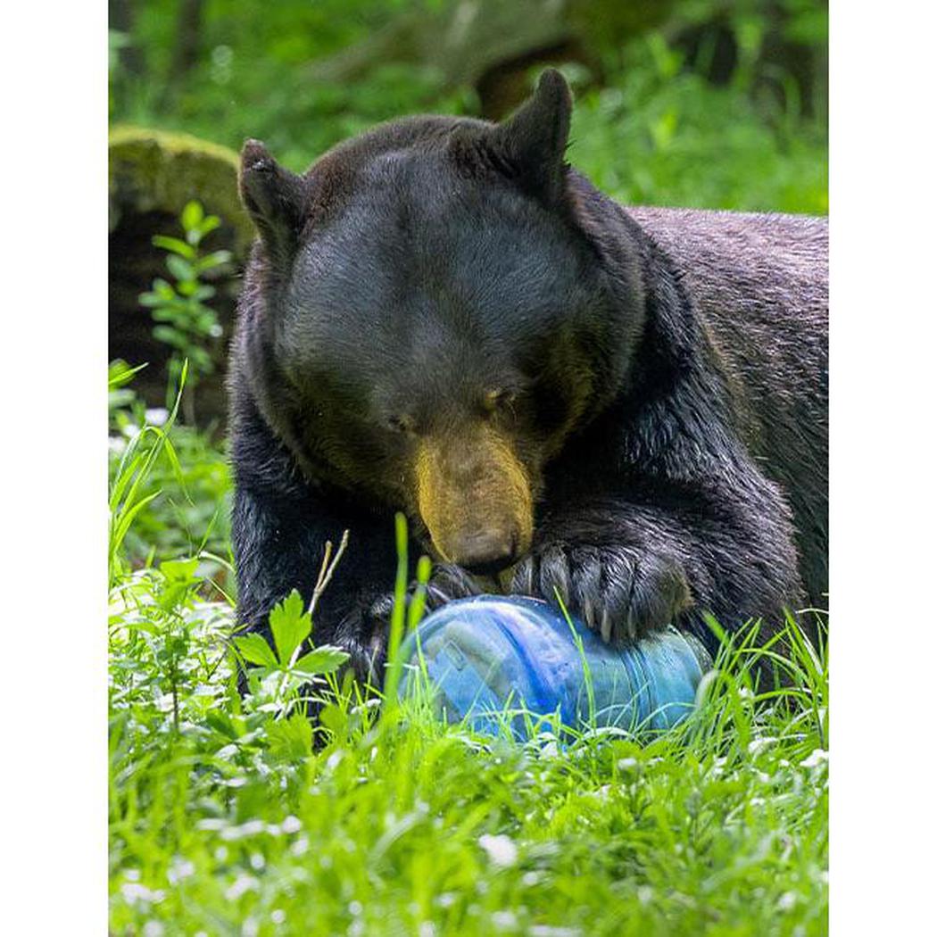Bear Vault BV475 - Trek-Food - Food Storage-Bear Vault-Appalachian Outfitters