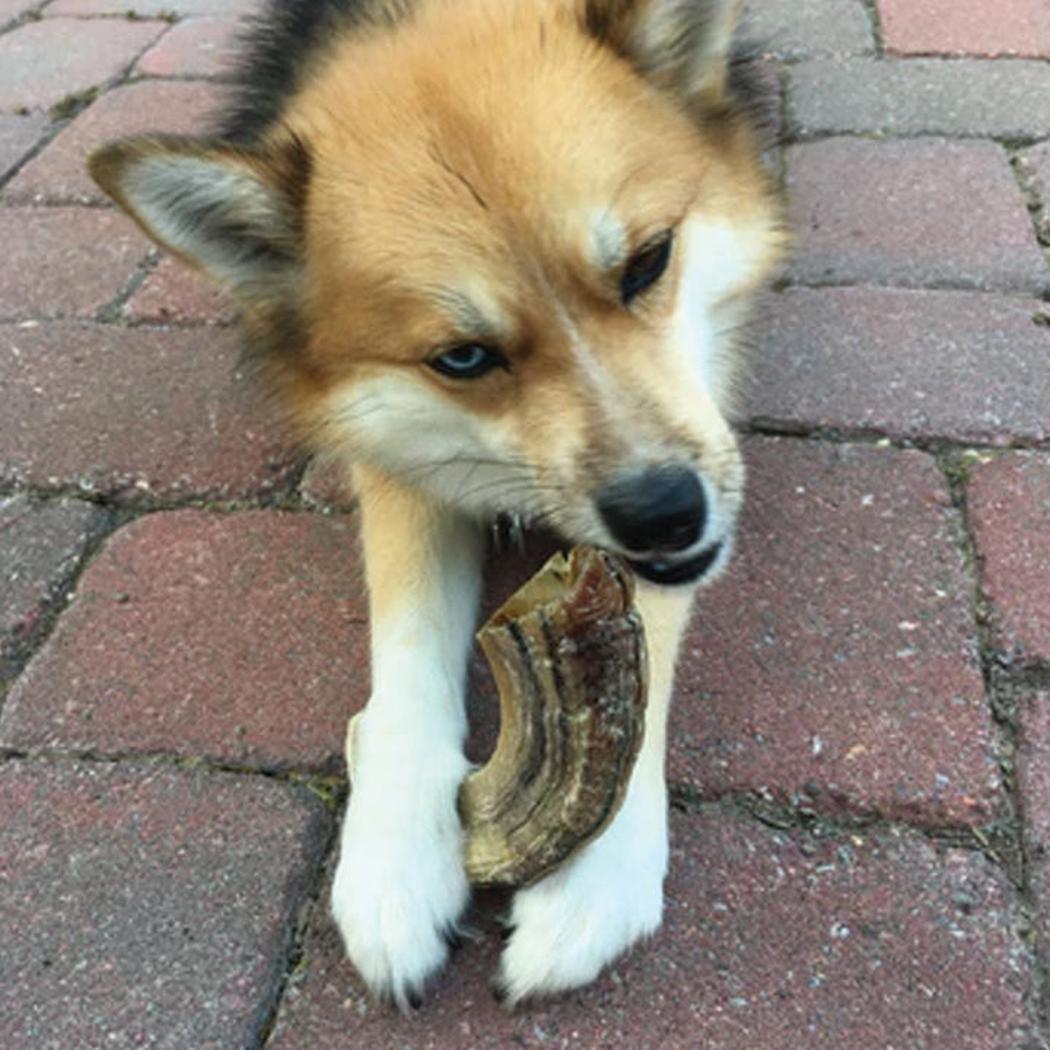 Icelandic+ Large Lamb Horn Dog Treat-Pets - Treats-Icelandic+-Appalachian Outfitters