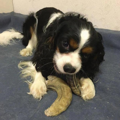 Icelandic+ Small Lamb Horn with Marrow-Pets - Treats-Icelandic+-Appalachian Outfitters