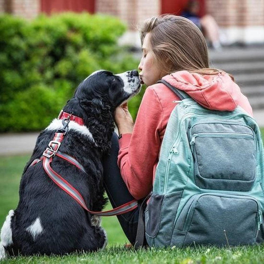 Kurgo Walk About no Pull Leash Charcoal/Chilli Outdoor Dogs