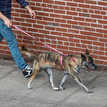 Kurgo Walk About no Pull Leash Charcoal/Chilli Outdoor Dogs