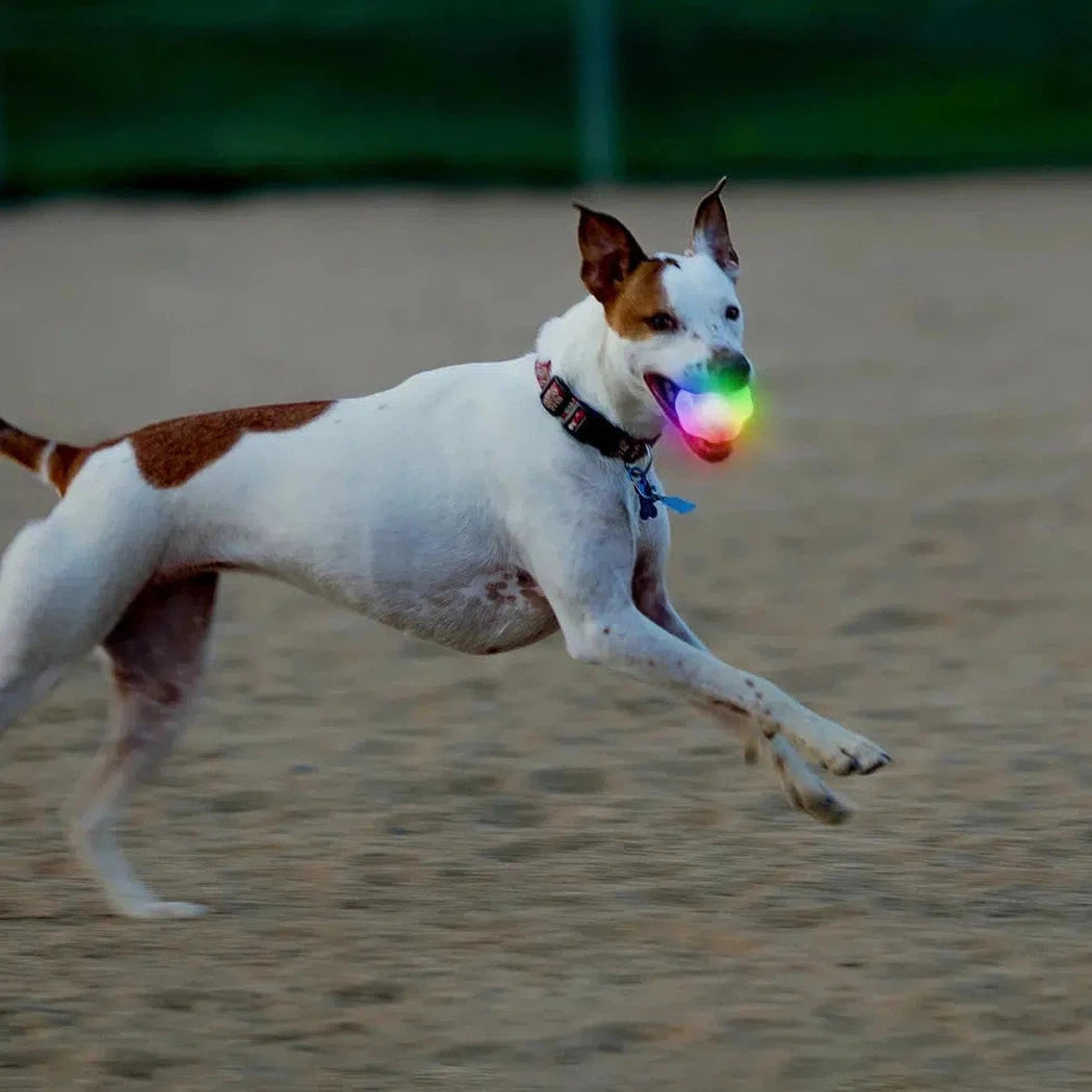 GlowStreak Wild LED Ball - Disc-O-Pets - Safety - Lights-Nite Ize-Appalachian Outfitters