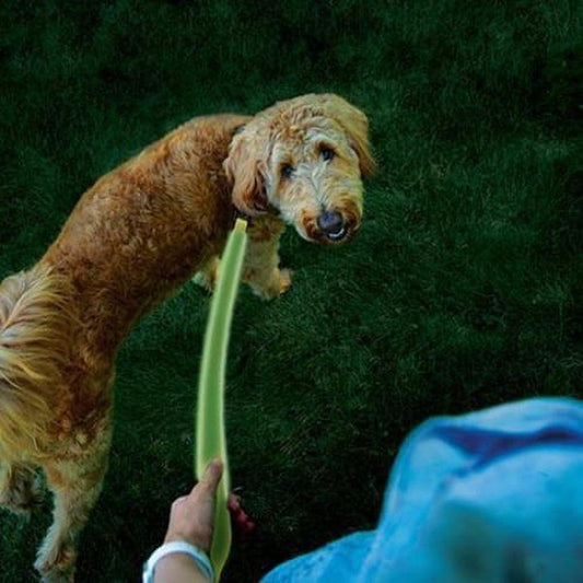 Nite Ize Nitedog Rechargeable Led Leash Outdoor Dogs