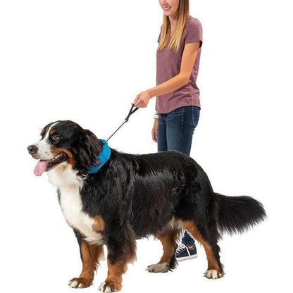 Nite Ize Raddog All-in-one Collar + Leash Outdoor Dogs