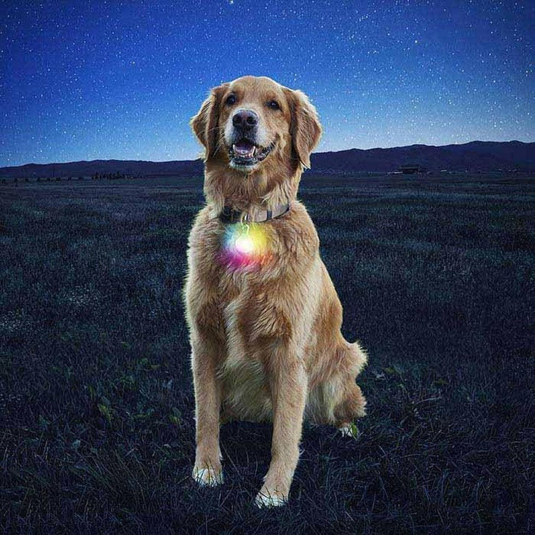 Nite Ize Spotlit Collar Light Outdoor Dogs