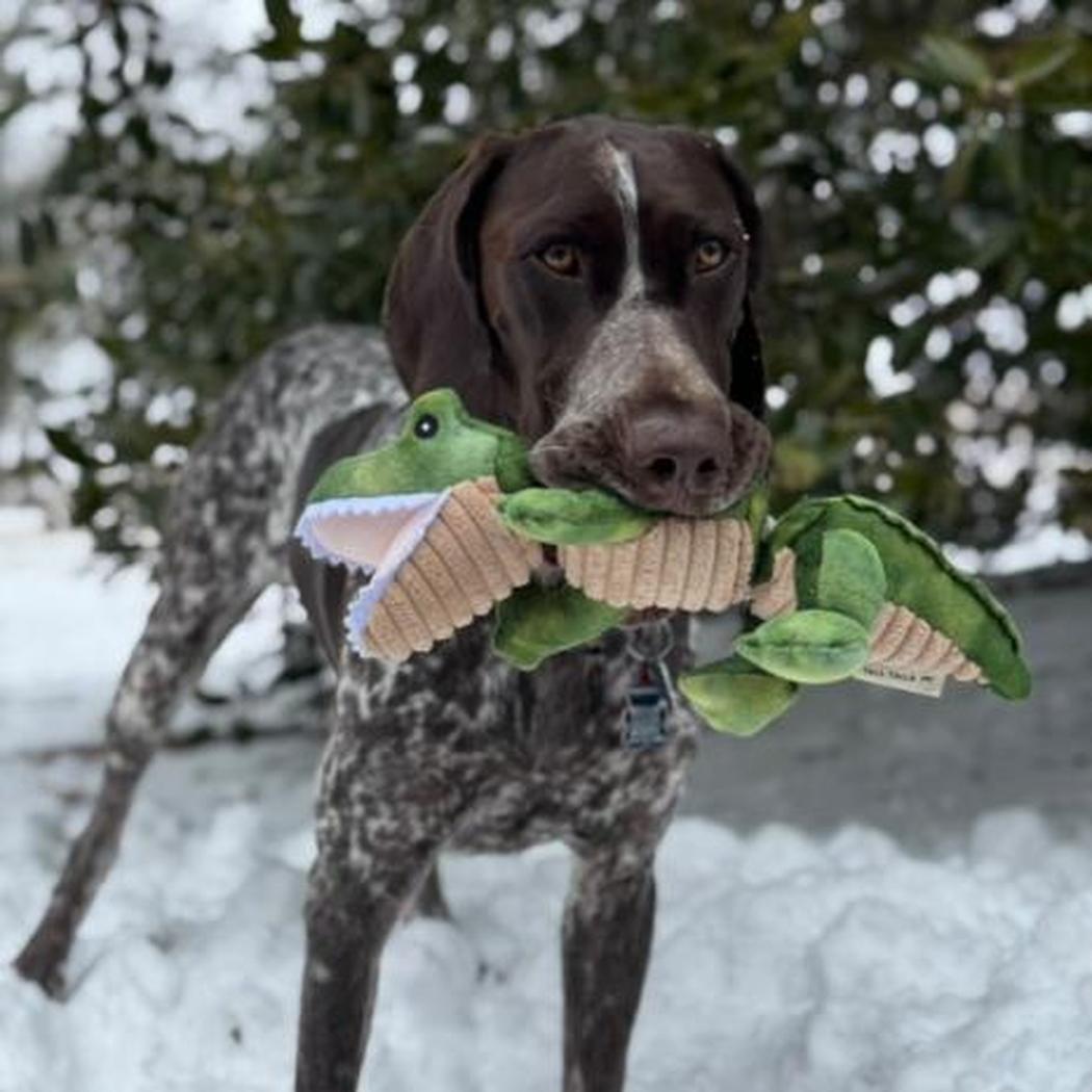 A brown dog holds a Tall Tails Gator Jointed Shake Play Dog Toy in its mouth while standing in snow with trees in the background.