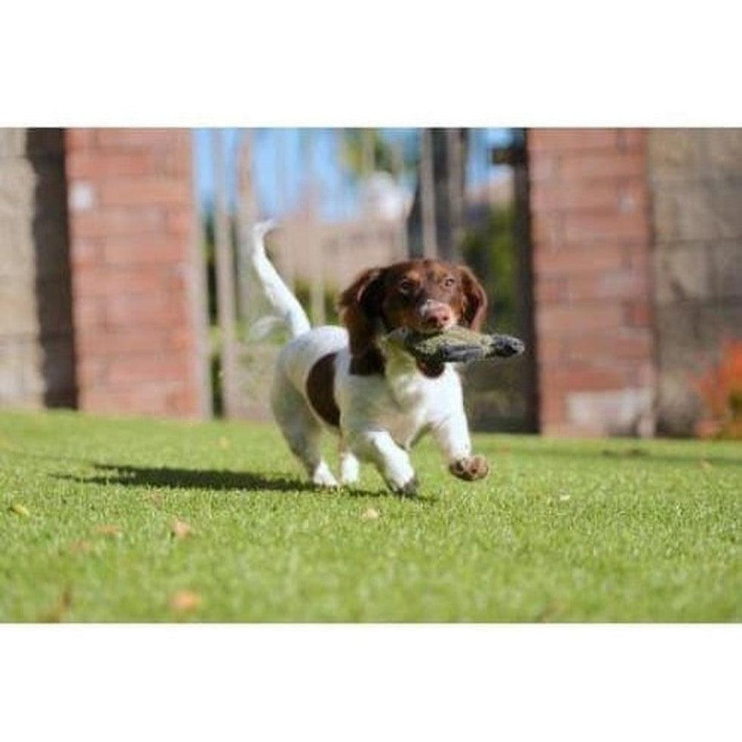 Tall Tails Baby Fish Toy 5 Outdoor Dogs