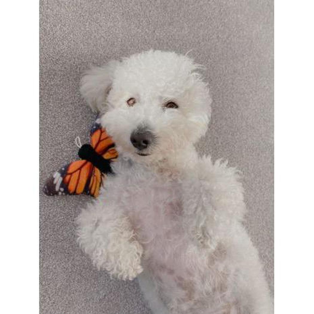 Tall Tails Plush Monarch Squeaker Toy - 6"-Pets - Toys-Tall Tails-Appalachian Outfitters