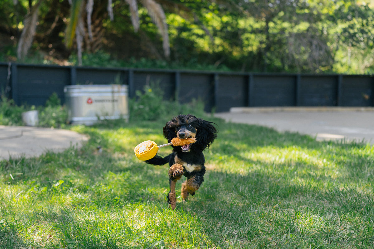 P.L.A.Y Barking Brunch Chicken and Woofles product image